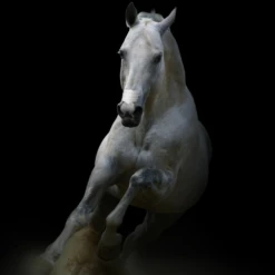 Flair Equine Nasal Strips White 6 Pack 7 Flair Equine Nasal Strips White 6 Pack -Horseway Store White FLair Strips3