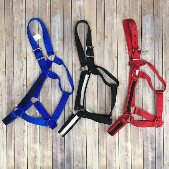 Draft Horse Halter 3 Draft Horse Halter