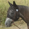 Cashel Company Cool Pony/Yearling With Ears -Horseway Store unnamed 4